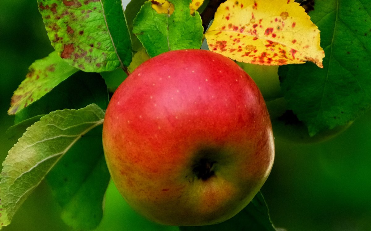 Eple som henger på treet