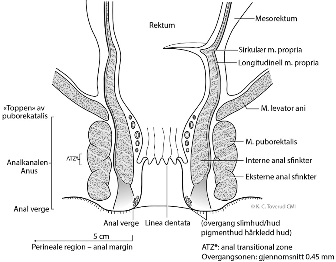 Analkreft - Anatomiske landemerker og avgrensninger.png
