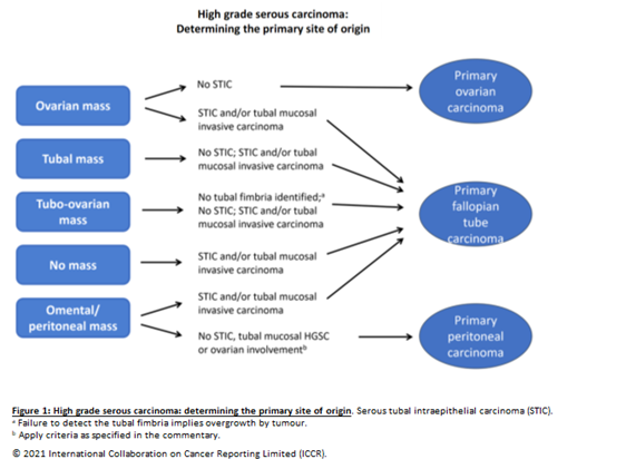 Figur 1. Angivelse av primært utgangspunkt ved HGSC. Gjengitt etter ICCR (2021). Copyright 2021 International Collaboration on Cancer Reporting Limited (ICCR). Gjengitt med tillatelse.
