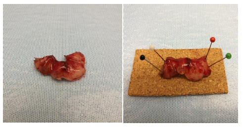 Bilde 1: Ferskt kon preparat  klippes opp kl. 12 og  monteres deretter på korkplaten ved bruk av knappenåler.