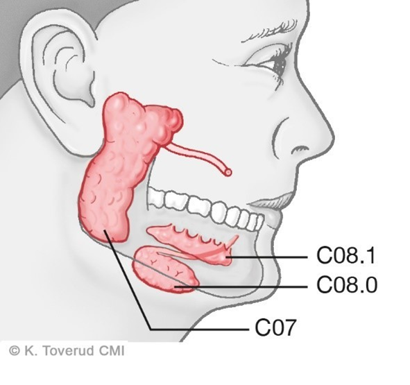 Figur 20.1: Spyttkjertlenes anatomi: C07 glandula parotis; C08 Glandula submandibularis; C08.1 Glandula sublingualis