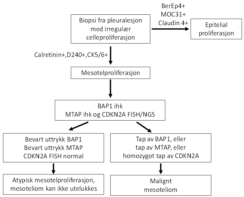 Figur 13 Diagnostisk tilnærming i biopsier og pleuravæske ved mistanke om pleuralt malignt mesoteliom.