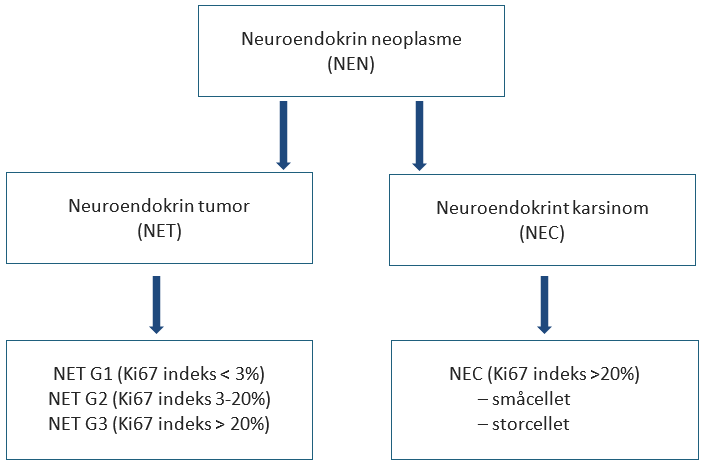 Figur 5.1: Skjematisk fremstilling av WHO-klassifikasjon av 2019 for gradering av NEN