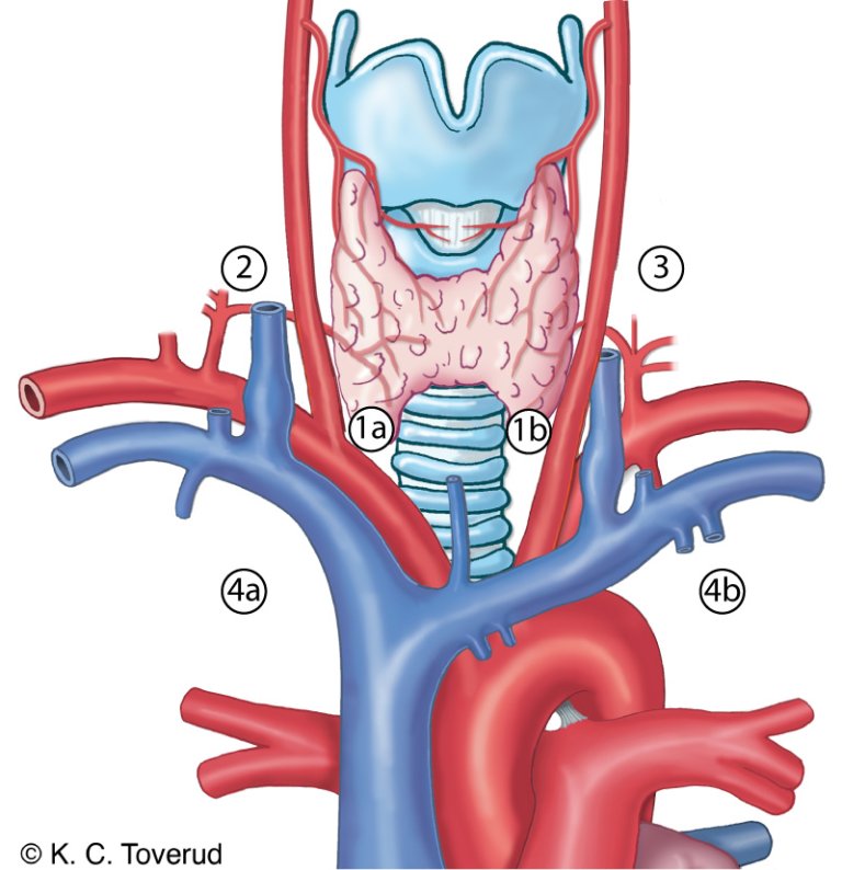 Illustrasjon Dralles kompartmentsystem, med et sentralt, to laterale og et mediastinalt kompartment.